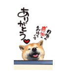 柴犬ヤン君 ハマヤン5（個別スタンプ：1）