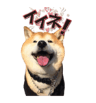 柴犬ヤン君 ハマヤン5（個別スタンプ：2）