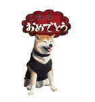 柴犬ヤン君 ハマヤン5（個別スタンプ：3）
