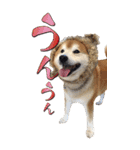 柴犬ヤン君 ハマヤン5（個別スタンプ：4）