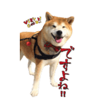 柴犬ヤン君 ハマヤン5（個別スタンプ：6）