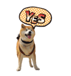 柴犬ヤン君 ハマヤン5（個別スタンプ：7）
