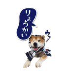 柴犬ヤン君 ハマヤン5（個別スタンプ：8）