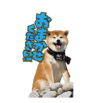 柴犬ヤン君 ハマヤン5（個別スタンプ：9）