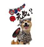柴犬ヤン君 ハマヤン5（個別スタンプ：10）