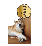 柴犬ヤン君 ハマヤン5（個別スタンプ：11）