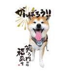 柴犬ヤン君 ハマヤン5（個別スタンプ：12）