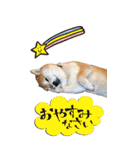 柴犬ヤン君 ハマヤン5（個別スタンプ：13）