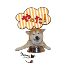 柴犬ヤン君 ハマヤン5（個別スタンプ：14）