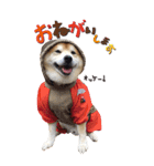 柴犬ヤン君 ハマヤン5（個別スタンプ：16）