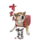 柴犬ヤン君 ハマヤン5（個別スタンプ：18）