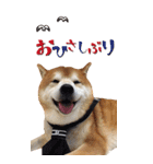 柴犬ヤン君 ハマヤン5（個別スタンプ：19）