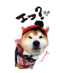 柴犬ヤン君 ハマヤン5（個別スタンプ：20）