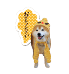 柴犬ヤン君 ハマヤン5（個別スタンプ：21）
