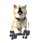 柴犬ヤン君 ハマヤン5（個別スタンプ：23）