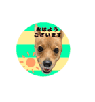 いぬ。きーのスタンプ3 敬語（個別スタンプ：5）