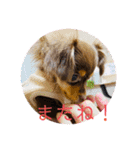 毎日かわいいちわっくすちゃちゃ（個別スタンプ：1）