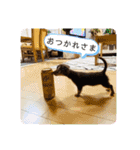 毎日かわいいちわっくすちゃちゃ（個別スタンプ：5）