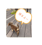毎日かわいいちわっくすちゃちゃ（個別スタンプ：6）