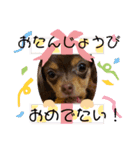 毎日かわいいちわっくすちゃちゃ（個別スタンプ：7）