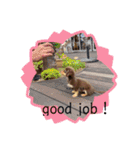 毎日かわいいちわっくすちゃちゃ（個別スタンプ：12）