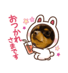 毎日かわいいちわっくすちゃちゃ（個別スタンプ：13）