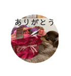 毎日かわいいちわっくすちゃちゃ（個別スタンプ：19）