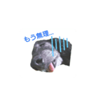 我が家のきき（個別スタンプ：1）
