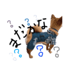 チワワだけど何か？笑（個別スタンプ：1）