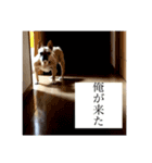 ハナやがな（個別スタンプ：1）