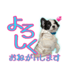黒イヌぶんちゃんの子供達です。（個別スタンプ：1）