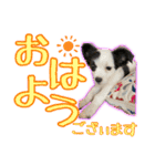 黒イヌぶんちゃんの子供達です。（個別スタンプ：2）