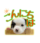 黒イヌぶんちゃんの子供達です。（個別スタンプ：3）