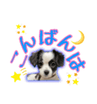 黒イヌぶんちゃんの子供達です。（個別スタンプ：4）