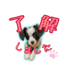 黒イヌぶんちゃんの子供達です。（個別スタンプ：8）