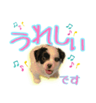 黒イヌぶんちゃんの子供達です。（個別スタンプ：11）