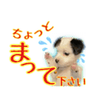 黒イヌぶんちゃんの子供達です。（個別スタンプ：12）