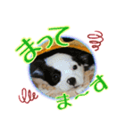 黒イヌぶんちゃんの子供達です。（個別スタンプ：13）