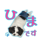 黒イヌぶんちゃんの子供達です。（個別スタンプ：14）