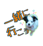 黒イヌぶんちゃんの子供達です。（個別スタンプ：15）