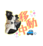 黒イヌぶんちゃんの子供達です。（個別スタンプ：16）
