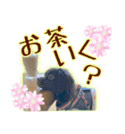 黒イヌぶんちゃんの子供達です。（個別スタンプ：19）