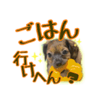黒イヌぶんちゃんの子供達です。（個別スタンプ：20）