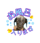 黒イヌぶんちゃんの子供達です。（個別スタンプ：22）