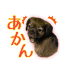 黒イヌぶんちゃんの子供達です。（個別スタンプ：25）