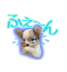 黒イヌぶんちゃんの子供達です。（個別スタンプ：27）