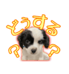 黒イヌぶんちゃんの子供達です。（個別スタンプ：30）