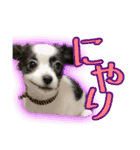 黒イヌぶんちゃんの子供達です。（個別スタンプ：31）