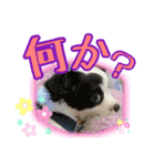 黒イヌぶんちゃんの子供達です。（個別スタンプ：32）