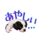 黒イヌぶんちゃんの子供達です。（個別スタンプ：34）